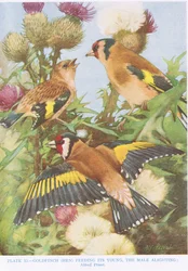 Chardonneret nourrissant ses petits, illustration de 